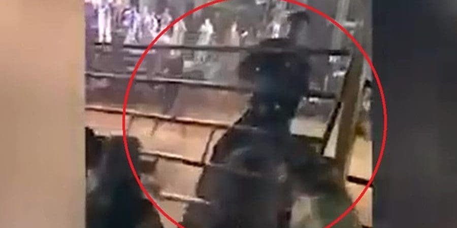 لحظة هجوم الثور على الجمهور في منصة المتفرجين.