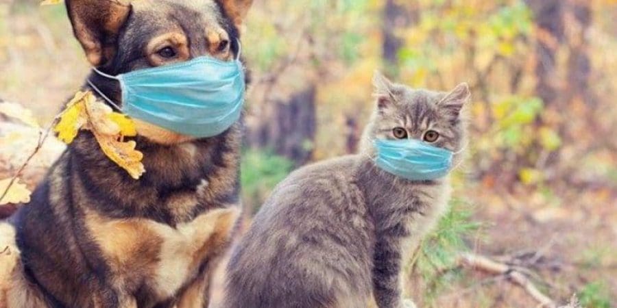 سرعة انتقال كورونا بين الحيوانات من البشر