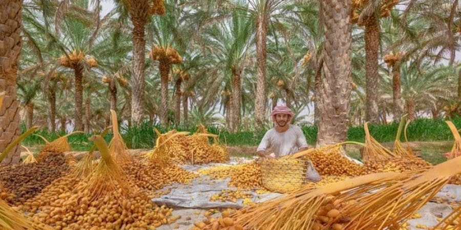 يغلب على بعض مناطق سلطنة عُمان اللون الأصفر مع قدوم موسم التبسيل.