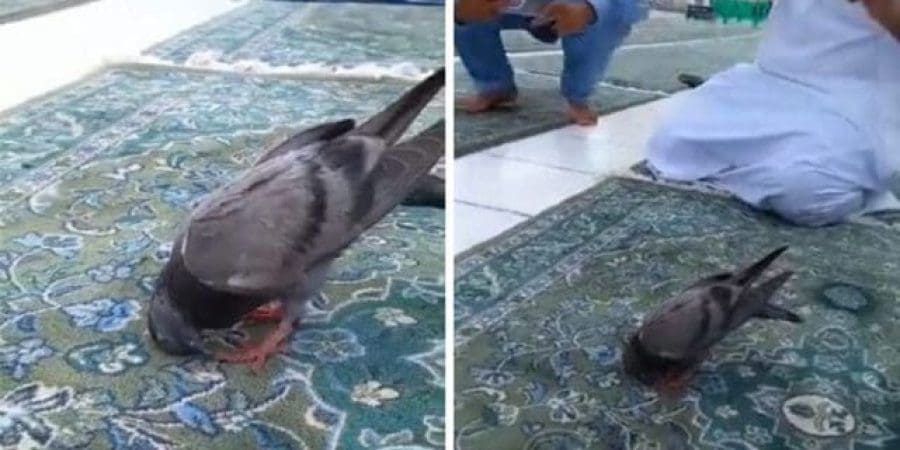 مقطع من الفيديو