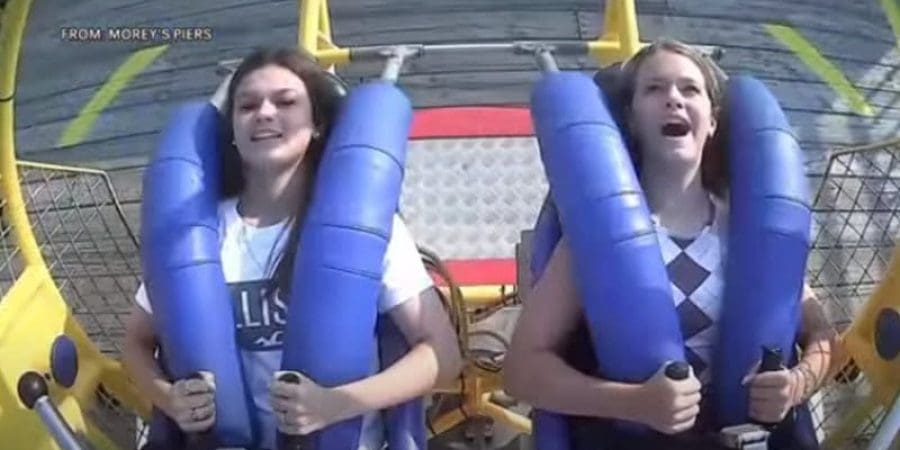 طائر النورس