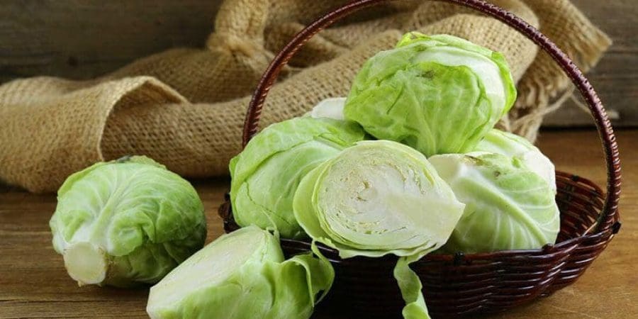 تناول الكرنب في الشتاء