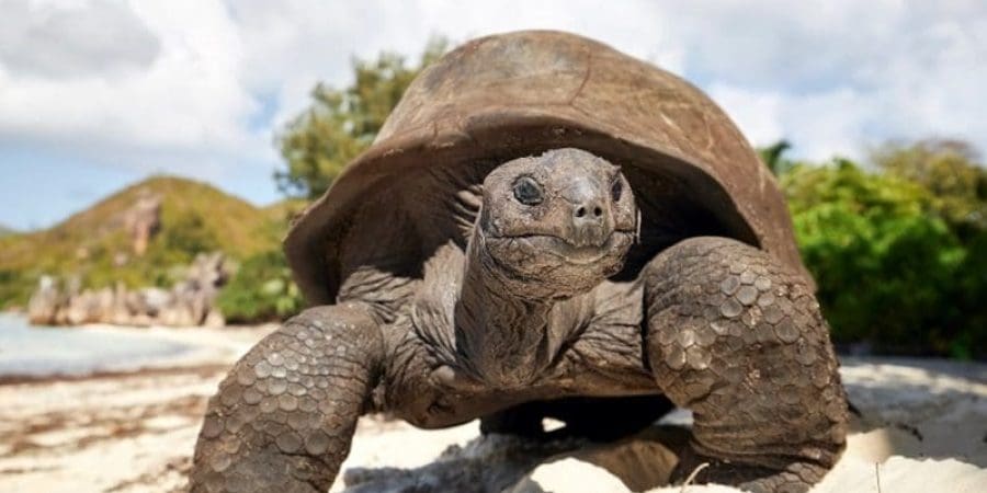 مشية السلحفاة قد توحي بأن مداركها العقلية بطيئة تمامًا مثل حركاتها (غيتي)