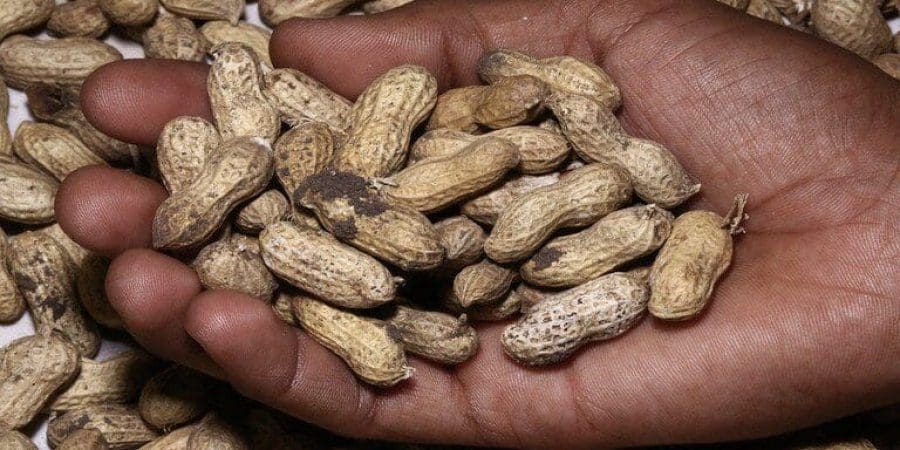 الفول السوداني | تعبيرية