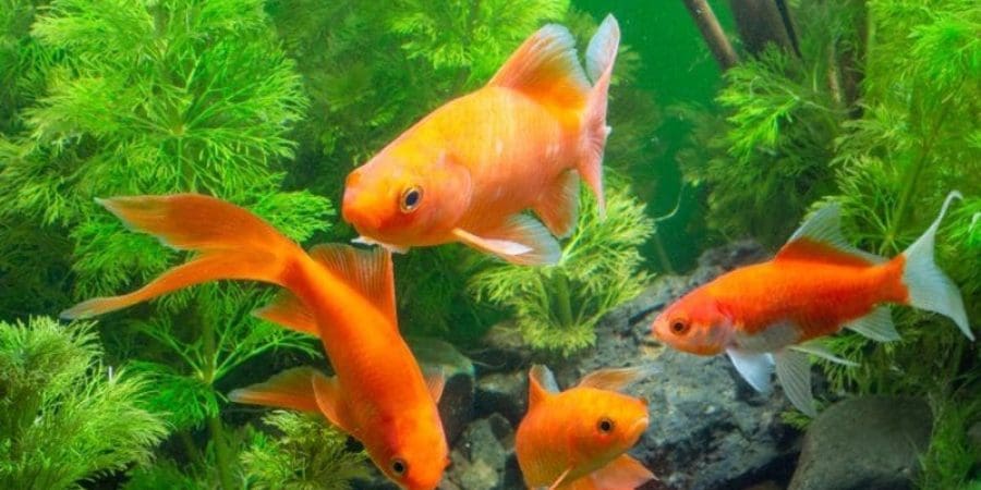 تتميز الأسماك الذهبية وأسماك الجوبي الأليفة بزعانفها الذكية