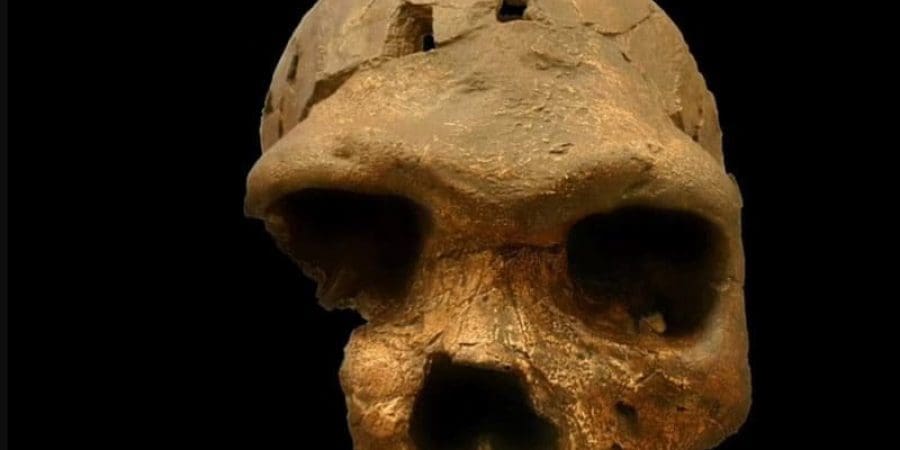 أطلق على الأنواع المكتشفة حديثًا اسم "إنسان بودينسيس".