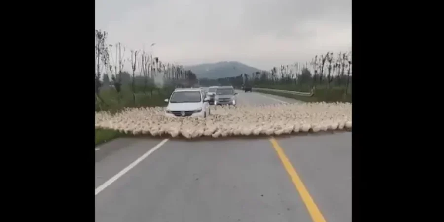 مقطع من الفيديو