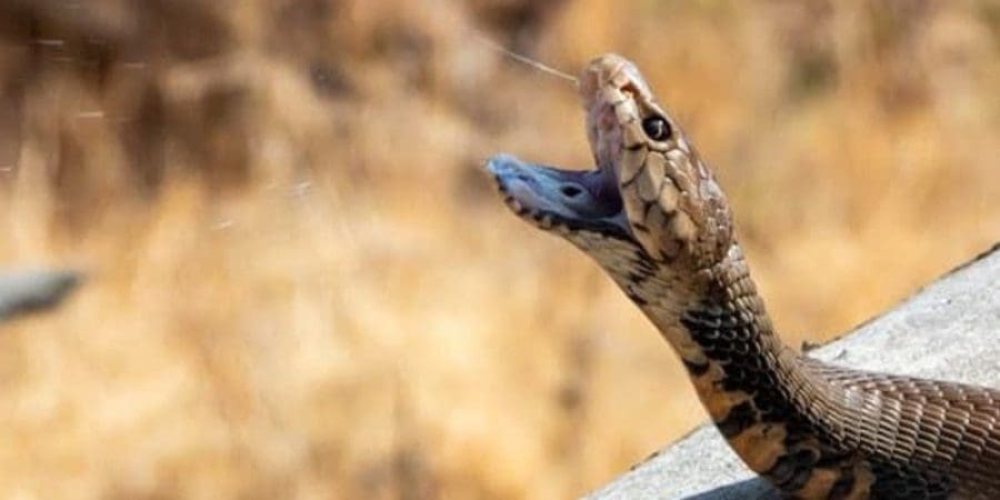 تعبيرية