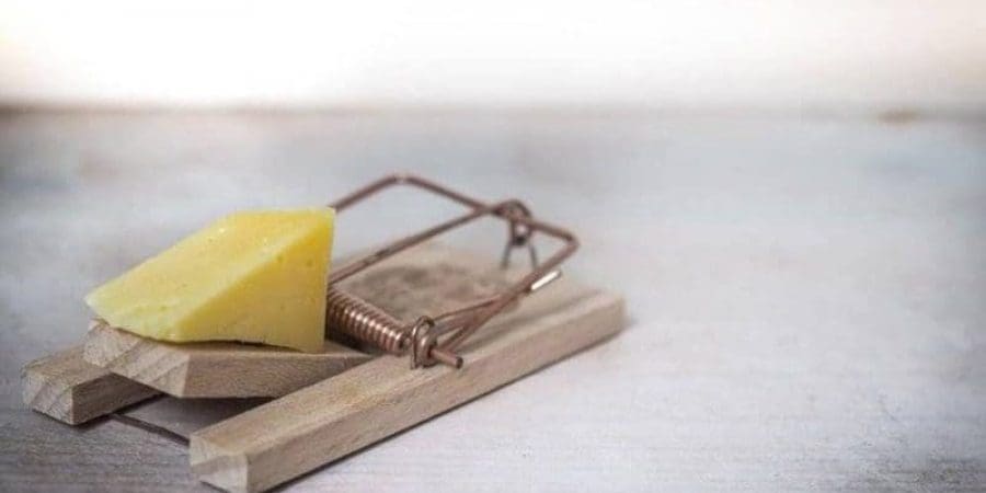 تأكل الفئران الجبن في حالات الجوع الشديد لكنه ليس الطعم