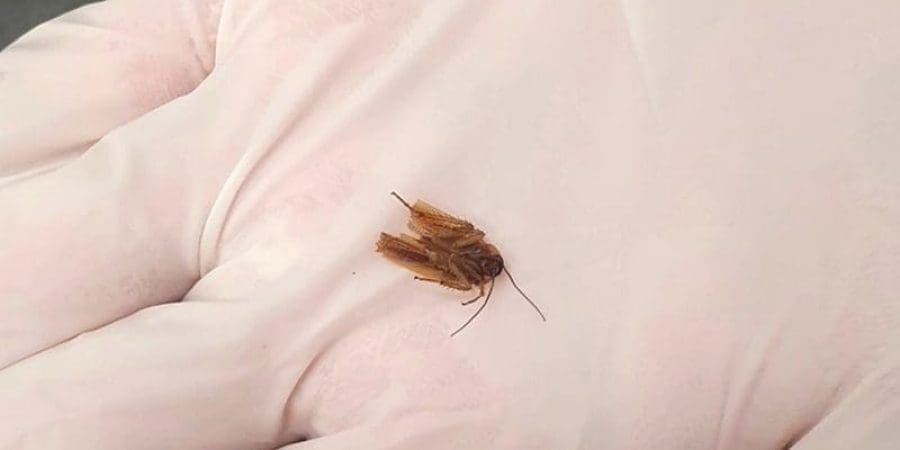 زين ويدينغ نشر صورة للصرصور على يده بعد أن أخرجته الطبيبة من أذنه (مواقع التواصل)