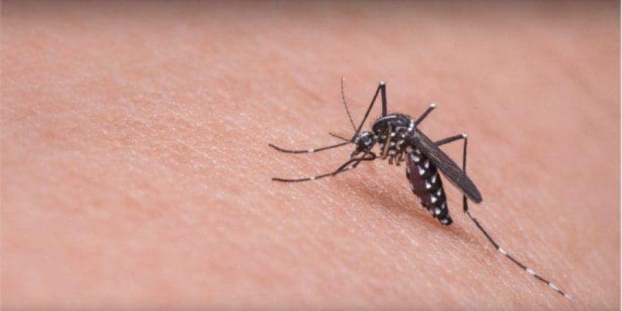 حمى الضنك مرض فيروسي ينقله البعوض