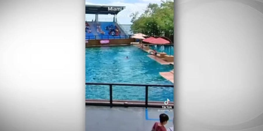 دلفين غاضب | لقطة من الفيديو