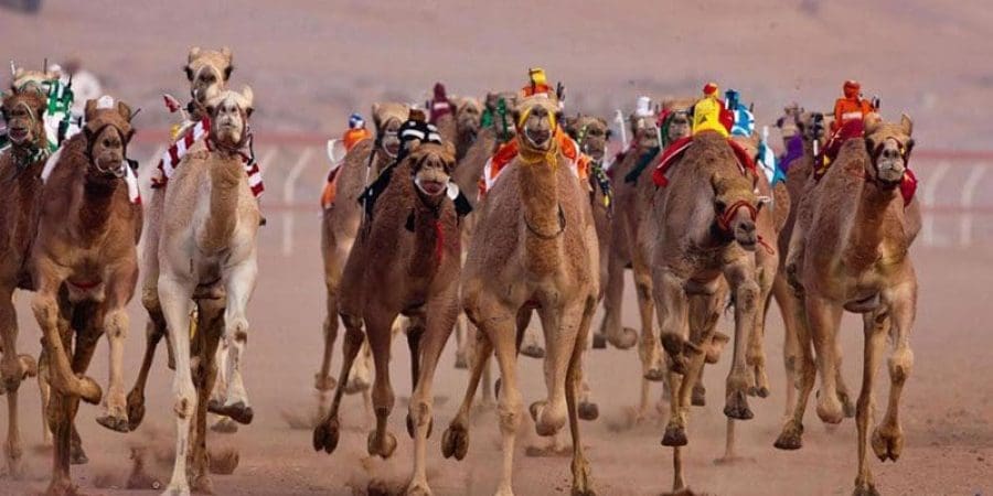 تحذيرات من وصول فيروس كورونا إلى سباقات الهجن ـ أرشيفية