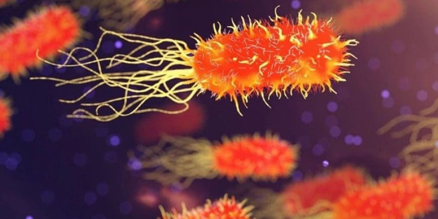 المعلومات التي تجمعها البكتيريا من بيئتها تحد من أدائها في عملية تعرف باسم الانجذاب الكيميائي (بيكسابي)