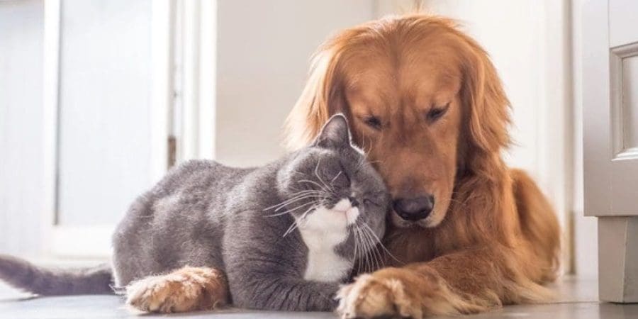 أثبتت التجارب أن حرمان الكائنات من النوم يؤدي إلى موتها (شترستوك)