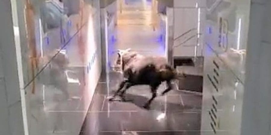 مقطع من الفيديو