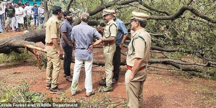 آلية تسقط شجرة مليئة بالطيور.