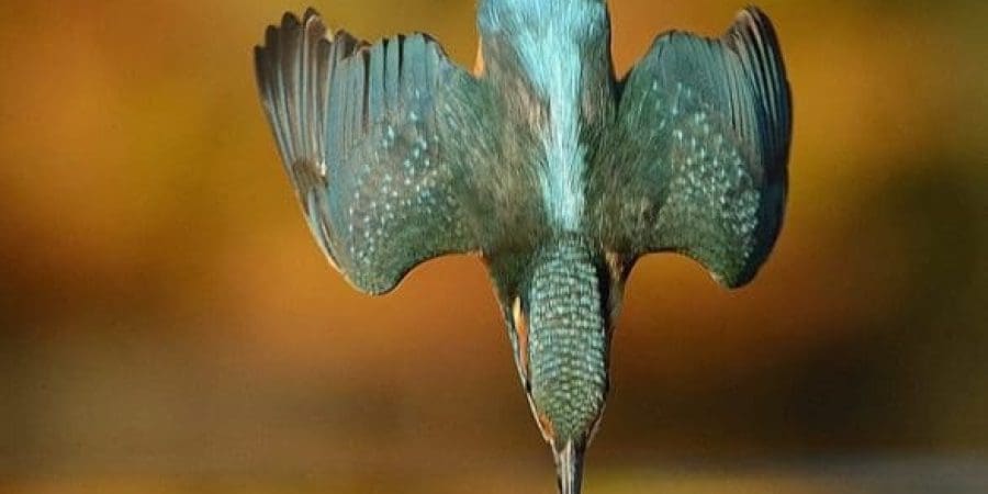 طائر الرفراف