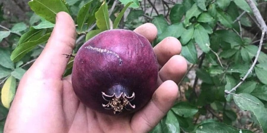 عراقيون تحدثوا عن فوائد هذه الفاكهة لمعالجة الأمراض والآلام