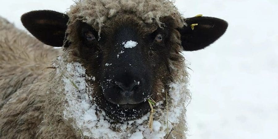 خروف | تعبيرية