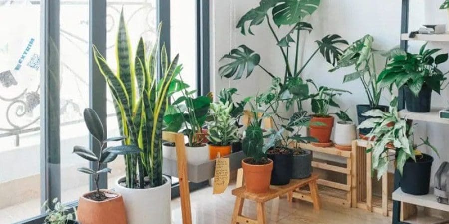 النباتات تضفي جمالًا على المنزل وتزودنا بالأكسجين وتحمينا من الحشرات في آن واحد (بيكسلز)