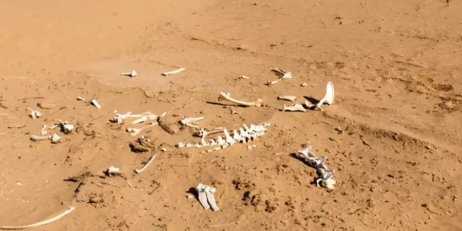 بالفحص تبين أن الـ 3 أشخاص يعملون في مجال التنقيب عن الذهب.
