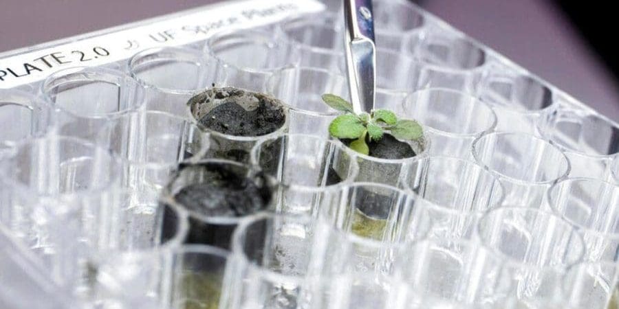قام باحثون في جامعة فلوريدا بزراعة نباتات في تربة من القمر لأول مرة (أ ب)