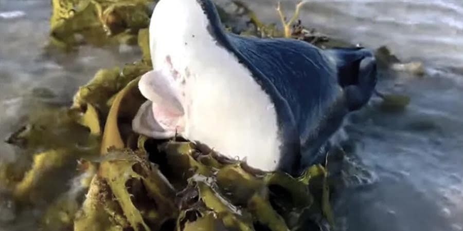 كائن بحري غريب ظهر على شاطئ بوندي في أستراليا