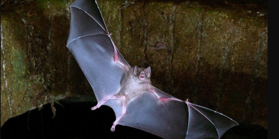 هناك 3 أنواع من الخفافيش تشترك في نظام غذائي يعتمد على الدم (غيتي)