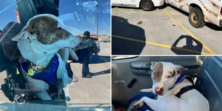 مقطع من الفيديو