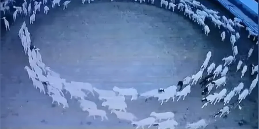 مقطع من الفيديو