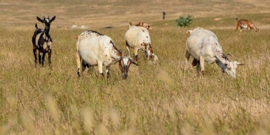 مشروع تحصين الثروة الحيوانية يساهم في مكافحة الأمراض المعدية والوبائية