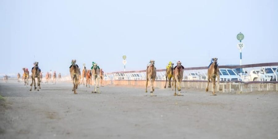 الجمعة.. انطلاقُ منافسات المحطة الأولى من سباقات الهجن الأهلية