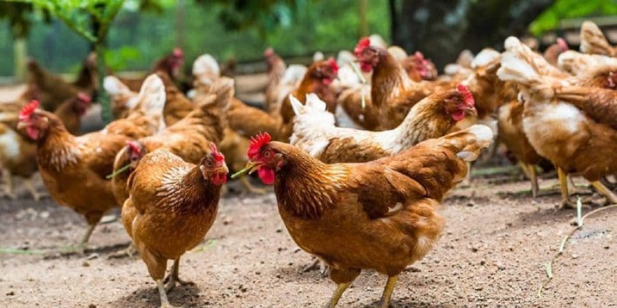 حظر الطيور، تعبيرية