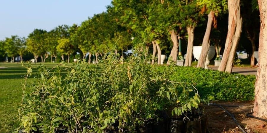 هيئة البيئة تطلق مبادرة المدن الصناعية الخضراء