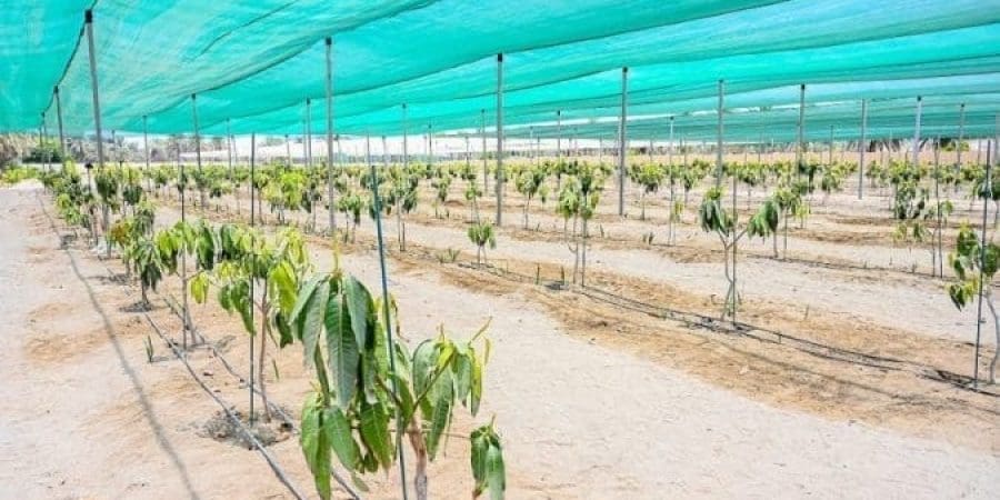 سلطنة عُمان تحتفل باليوم الدولي لصحة النبات