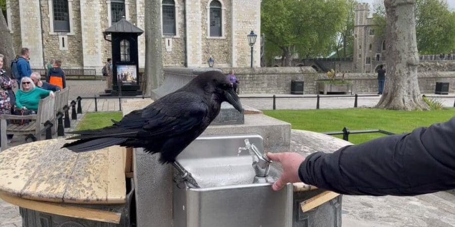سائح يساعد غرابًا على شرب الماء