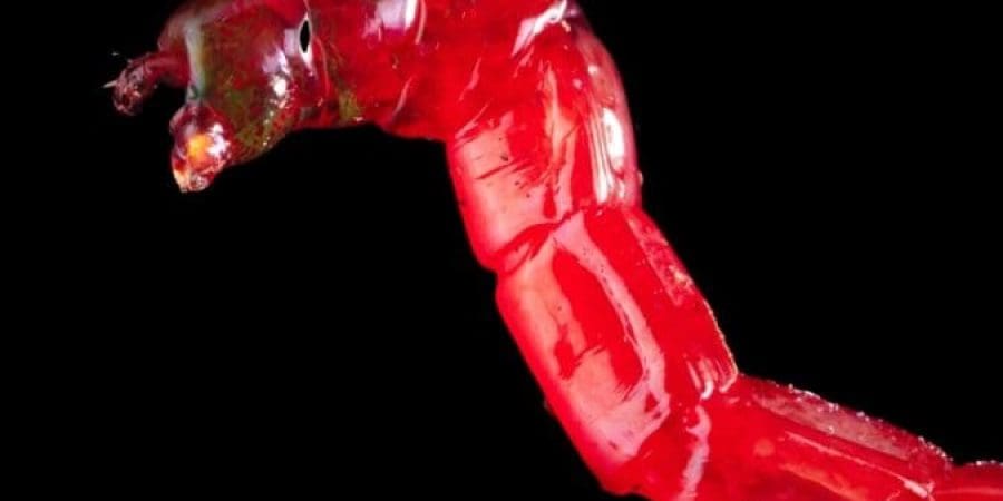 دودة الدم تعيش في قاع البحار الضحلة وتتميز بمظهرها الوردي (شترستوك)
