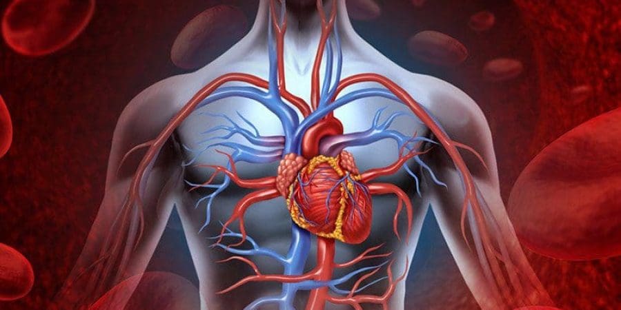 تجلط الدم | أرشيف التأمل