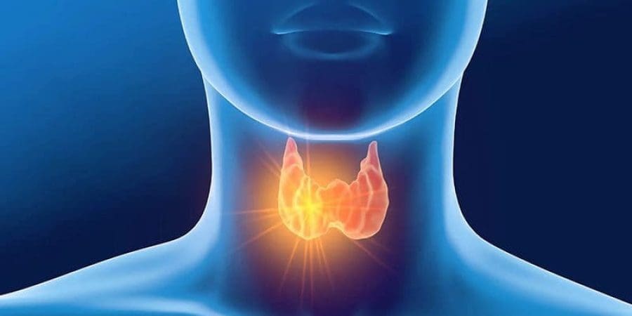 الغدة الدرقية | أرشيف