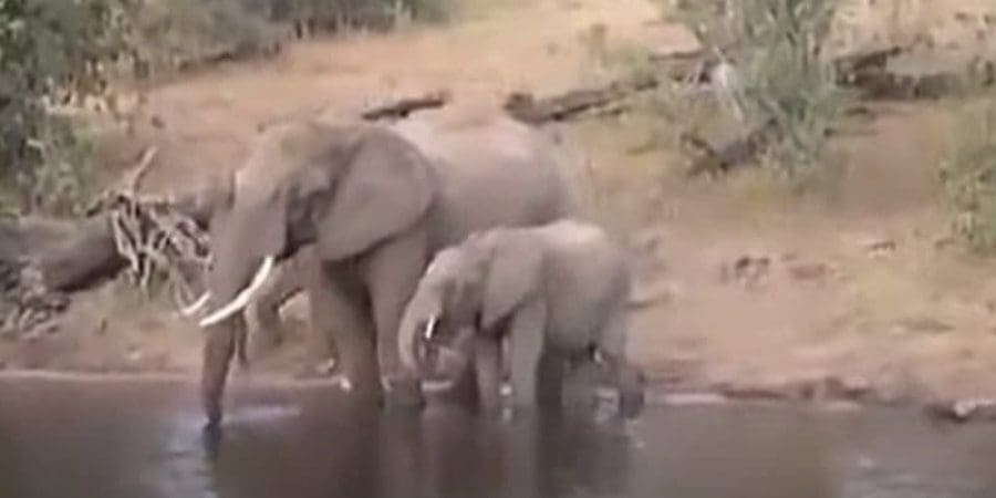 تصرف فيل عندما قضم تمساح خرطومه أثناء شرب المياه
