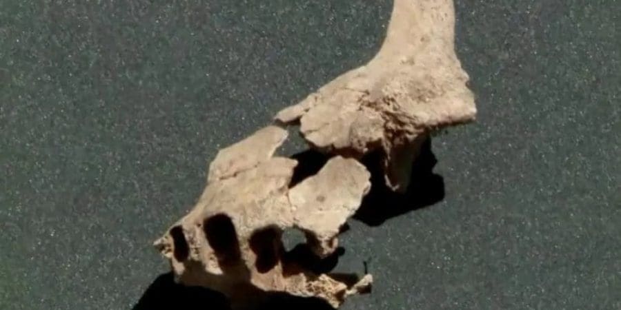 عظمة فك قديمة تم العثور عليها بإقليم بورجوس في إسبانيا (صورة لرويترز من مؤسسة أتابويركا)