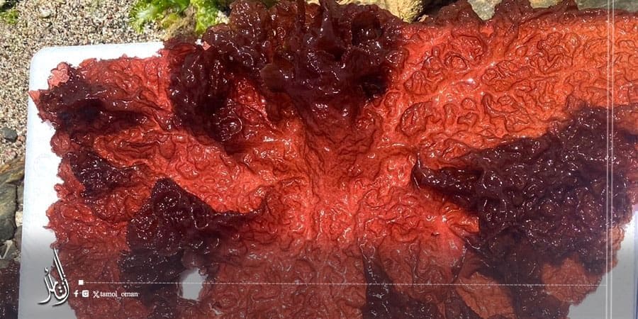 الكشف عن خصائص 18 عشبة بحرية تنفرد بها بحار سلطنة عُمان