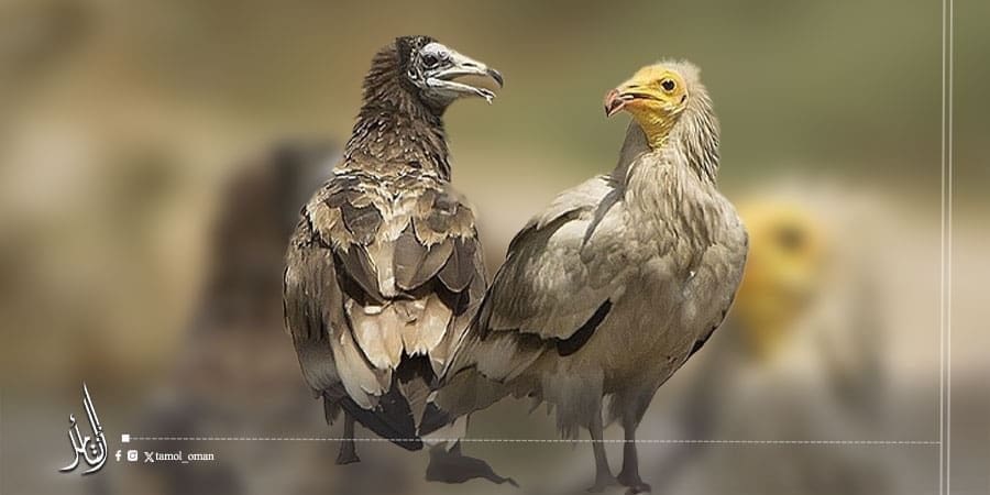 النسر المصري