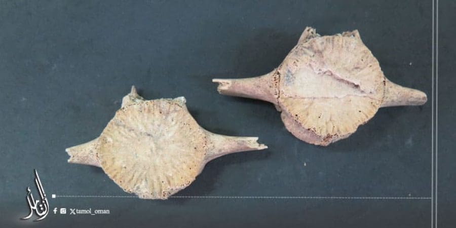 وزارة التراث والسياحة تنفذ مشروع "الدلافين في عُمان ما قبل التاريخ"