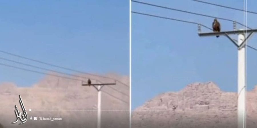 الطائر هو عقاب السهوب المهاجر (Steppe Eagle – Aquila nipalensis)