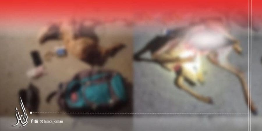 ضبط أحد المتهمين بصيد الغزال العربي