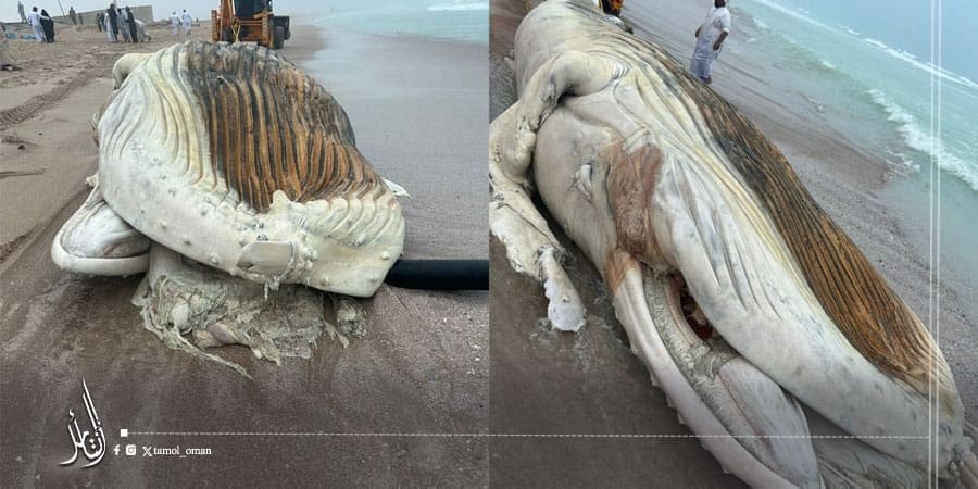 نفوق حوت جرفته الأمواج إلى شاطئ الأشخرة