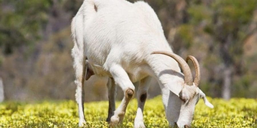 تعبيرية